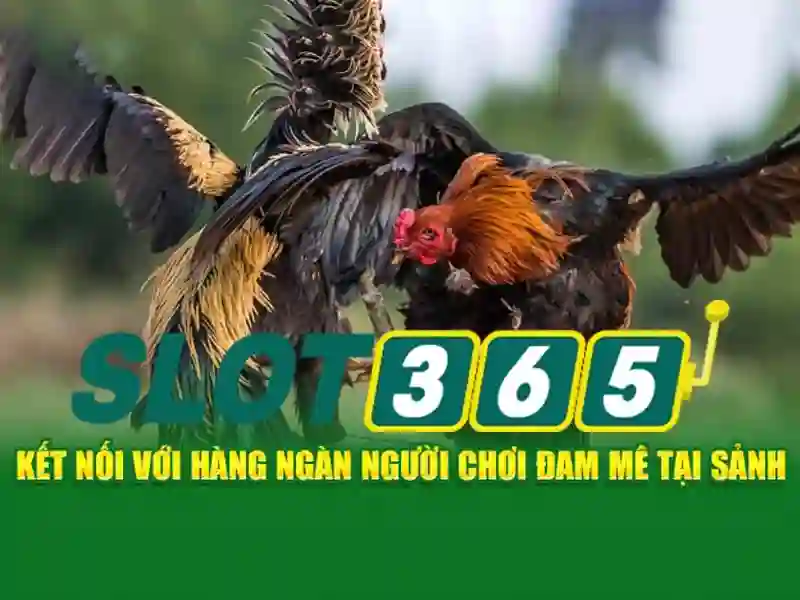 slot365 net – Tổng quan chủ đề và giá trị cốt lõi
