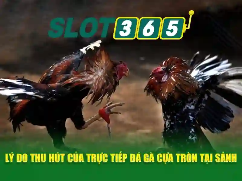 Giới thiệu về Slot365
