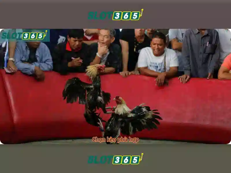 slot365 poker – Tóm lược chủ đề và giá trị cốt lõi